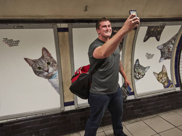 Το μετρό του Λονδίνου γέμισε γάτες - Εικόνα 6