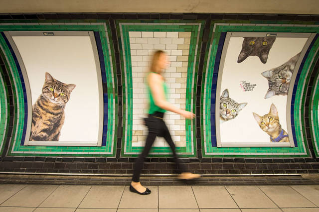 Το μετρό του Λονδίνου γέμισε γάτες - Εικόνα 9