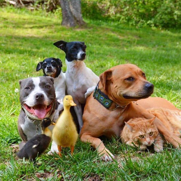 Πως μοιάζει η ζωή μιας οικογένειας με 4 σκύλους, 1 γάτα και 2 πάπιες  - Εικόνα 1