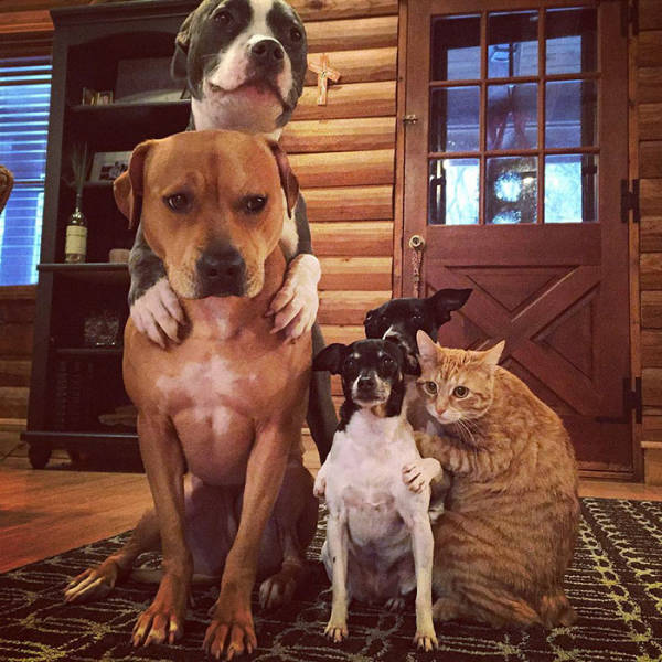 Πως μοιάζει η ζωή μιας οικογένειας με 4 σκύλους, 1 γάτα και 2 πάπιες  - Εικόνα 10