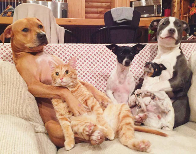 Πως μοιάζει η ζωή μιας οικογένειας με 4 σκύλους, 1 γάτα και 2 πάπιες  - Εικόνα 12
