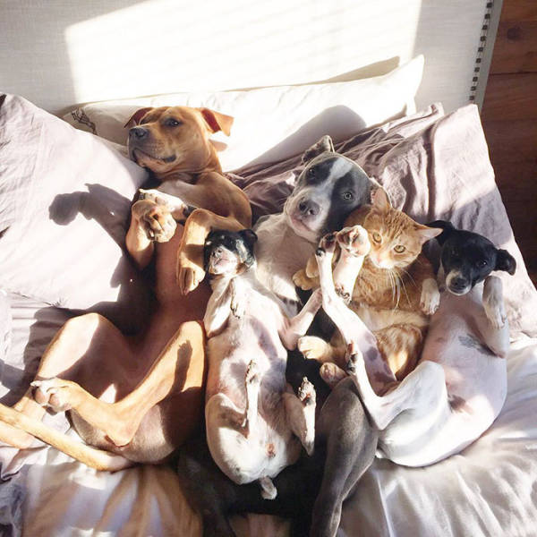 Πως μοιάζει η ζωή μιας οικογένειας με 4 σκύλους, 1 γάτα και 2 πάπιες  - Εικόνα 14