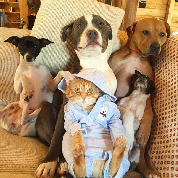 Πως μοιάζει η ζωή μιας οικογένειας με 4 σκύλους, 1 γάτα και 2 πάπιες  - Εικόνα 16