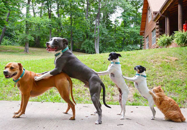 Πως μοιάζει η ζωή μιας οικογένειας με 4 σκύλους, 1 γάτα και 2 πάπιες  - Εικόνα 2