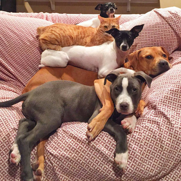 Πως μοιάζει η ζωή μιας οικογένειας με 4 σκύλους, 1 γάτα και 2 πάπιες  - Εικόνα 7