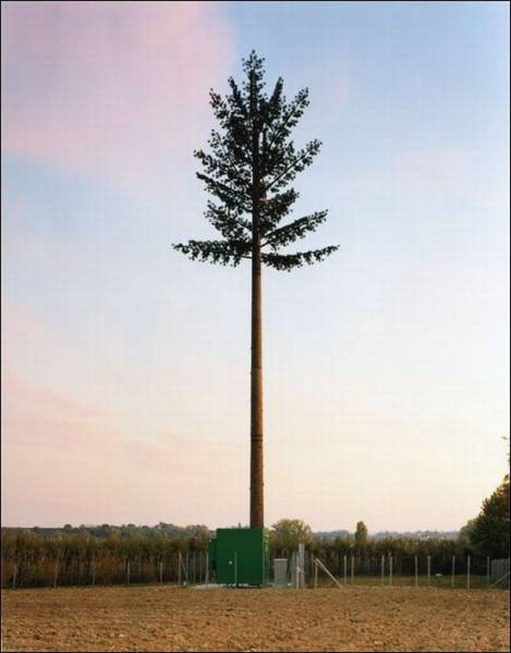 Νομίζετε ότι πρόκειται για δέντρο Για ρίξτε μια πιο προσεκτική ματιά - Εικόνα 3