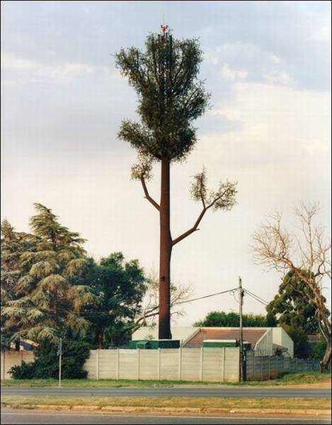 Νομίζετε ότι πρόκειται για δέντρο Για ρίξτε μια πιο προσεκτική ματιά - Εικόνα 5