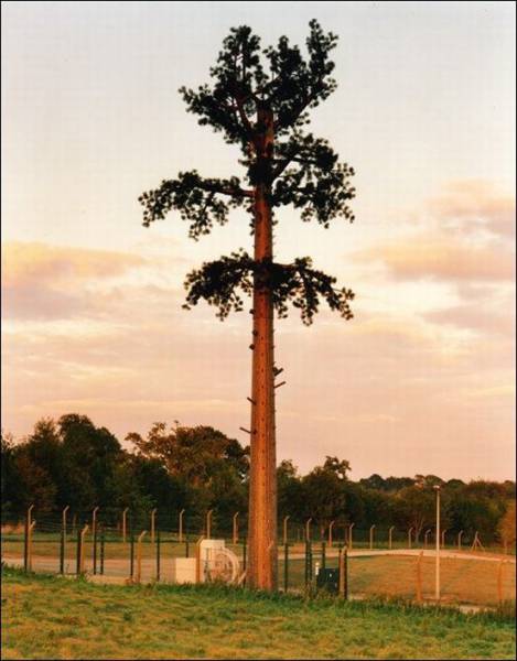 Νομίζετε ότι πρόκειται για δέντρο Για ρίξτε μια πιο προσεκτική ματιά - Εικόνα 7