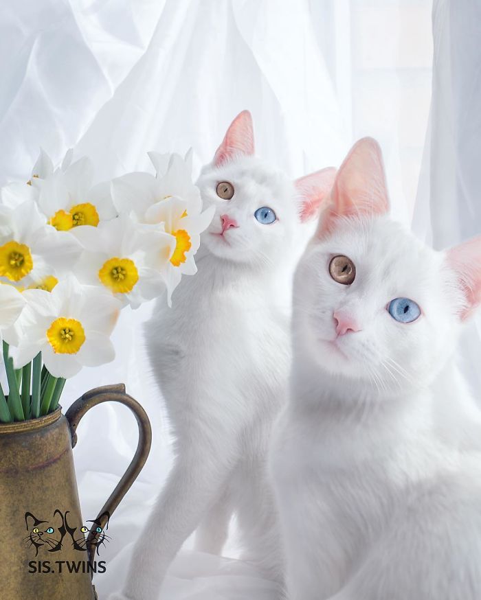 10 από τις ομορφότερες γάτες στον κόσμο - Εικόνα 19