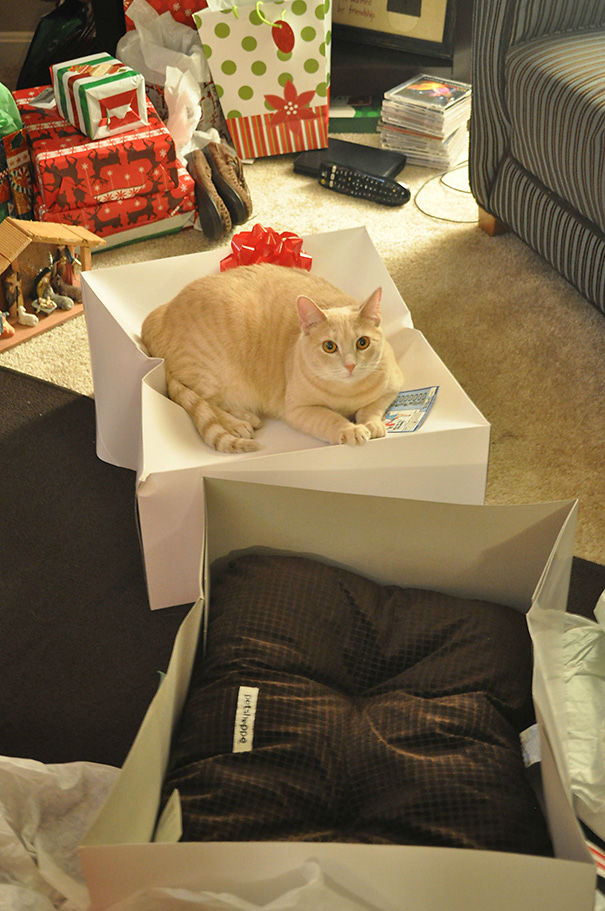 Όταν αγοράζεις πολυτελή δώρα στη γάτα σου... - Εικόνα 42