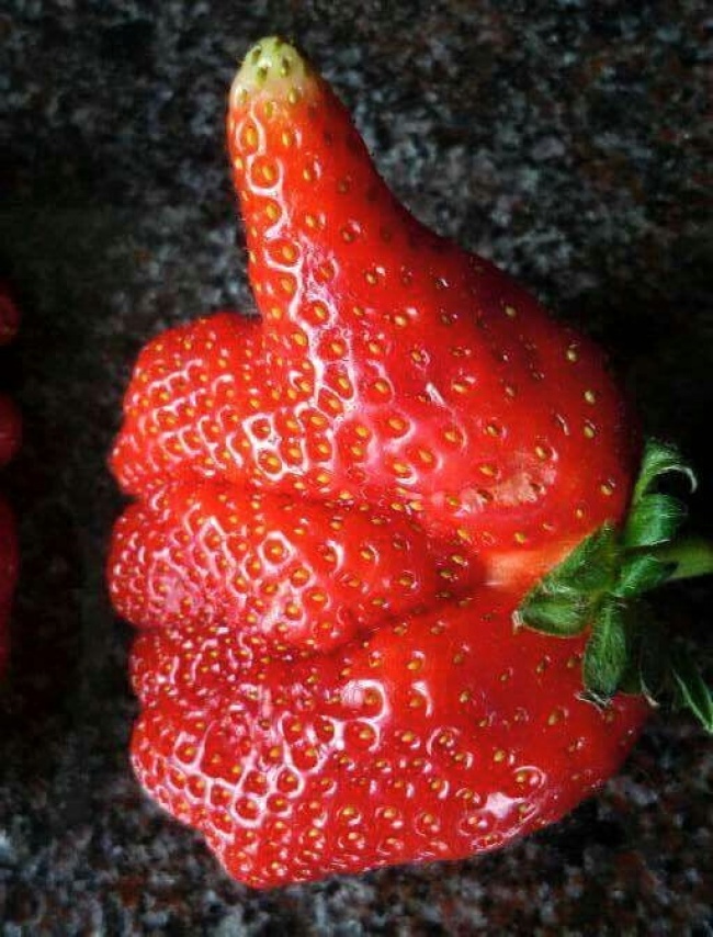 20 παράξενα σχηματισμένα φρούτα και λαχανικά που θα σας ξαφνιάσουν - Εικόνα 20