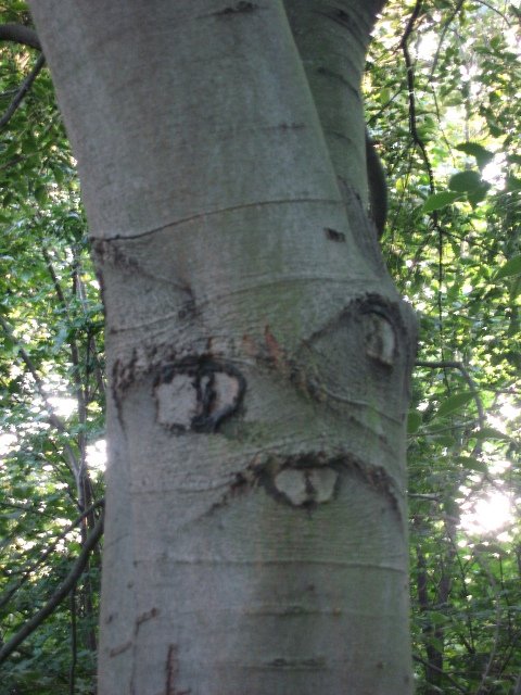 20 περίεργα δέντρα που το σχήμα τους παραπέμπει σε κάτι άλλο... - Εικόνα 12