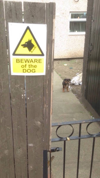 Προσοχή στους σκύλους φύλακες... - Εικόνα 7