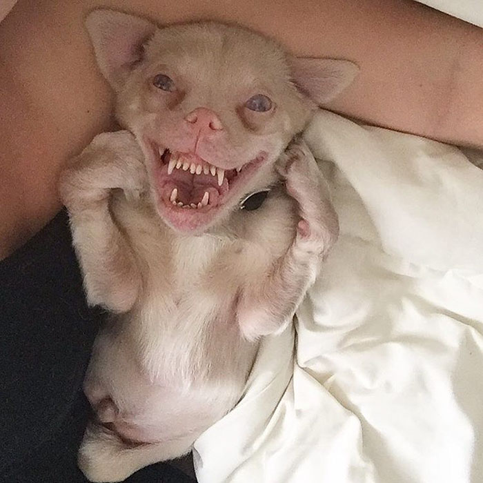 Το σκυλάκι που έχει κλέψει καρδιές το Instagram - Εικόνα 1