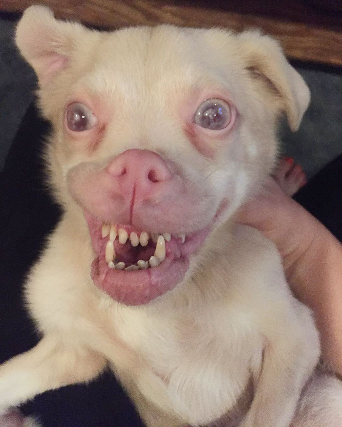 Το σκυλάκι που έχει κλέψει καρδιές το Instagram - Εικόνα 2