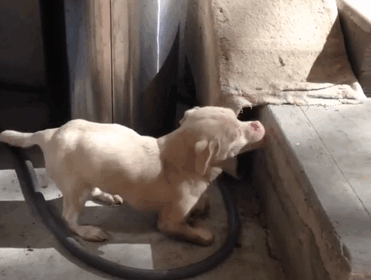 Το σκυλάκι που έχει κλέψει καρδιές το Instagram - Εικόνα 3
