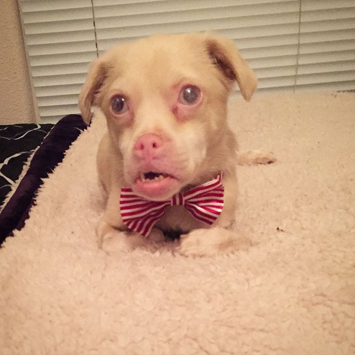 Το σκυλάκι που έχει κλέψει καρδιές το Instagram - Εικόνα 4