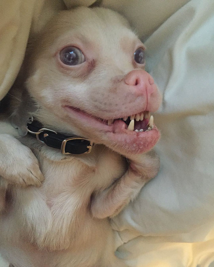 Το σκυλάκι που έχει κλέψει καρδιές το Instagram - Εικόνα 6