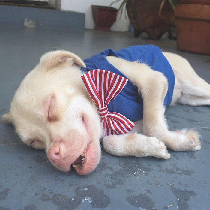 Το σκυλάκι που έχει κλέψει καρδιές το Instagram - Εικόνα 9
