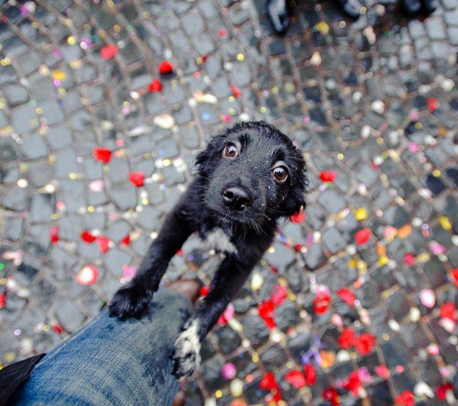 Σκυλάκια που αγαπάνε τη ζωή και χαίρονται κάθε στιγμή - Εικόνα 12