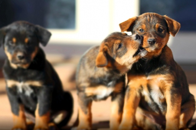 Σκυλάκια που αγαπάνε τη ζωή και χαίρονται κάθε στιγμή - Εικόνα 13