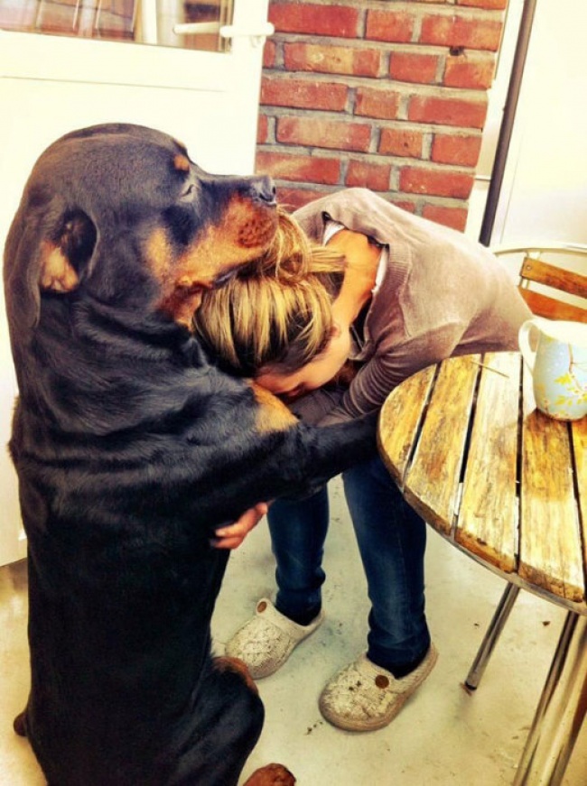 Σκυλάκια που αγαπάνε τη ζωή και χαίρονται κάθε στιγμή - Εικόνα 15