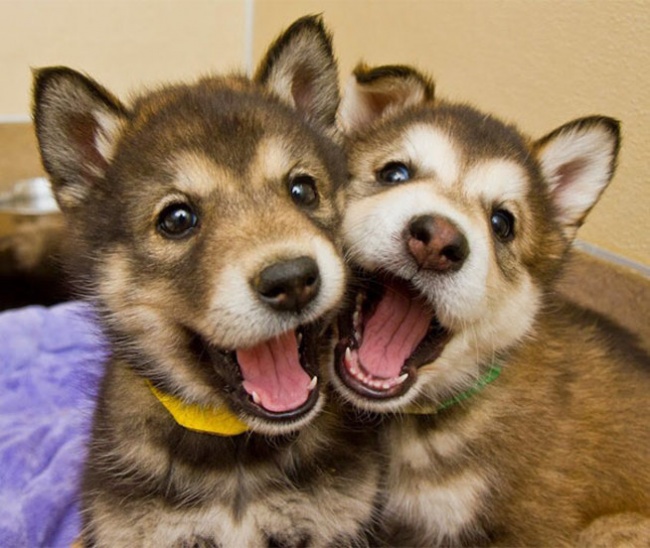 Σκυλάκια που αγαπάνε τη ζωή και χαίρονται κάθε στιγμή - Εικόνα 9