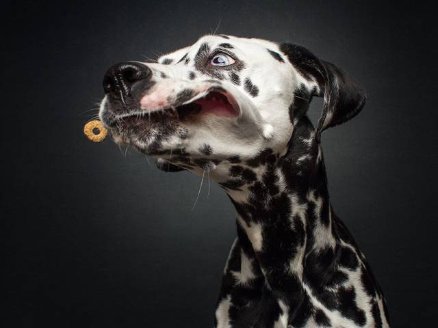 Σκυλίσιες φάτσες όταν προσπαθούν να πιάσουν μια λιχουδιά - Εικόνα 10