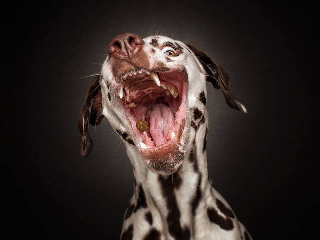 Σκυλίσιες φάτσες όταν προσπαθούν να πιάσουν μια λιχουδιά - Εικόνα 13