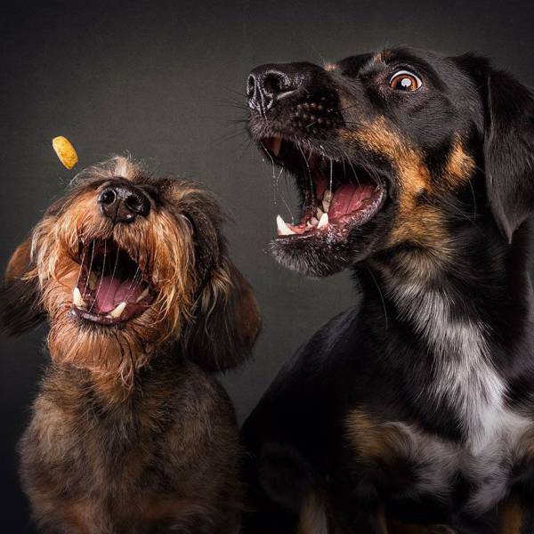 Σκυλίσιες φάτσες όταν προσπαθούν να πιάσουν μια λιχουδιά - Εικόνα 22