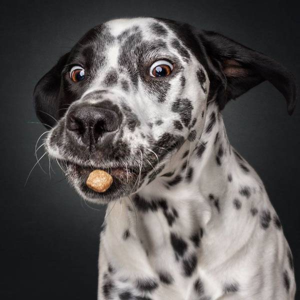Σκυλίσιες φάτσες όταν προσπαθούν να πιάσουν μια λιχουδιά - Εικόνα 40