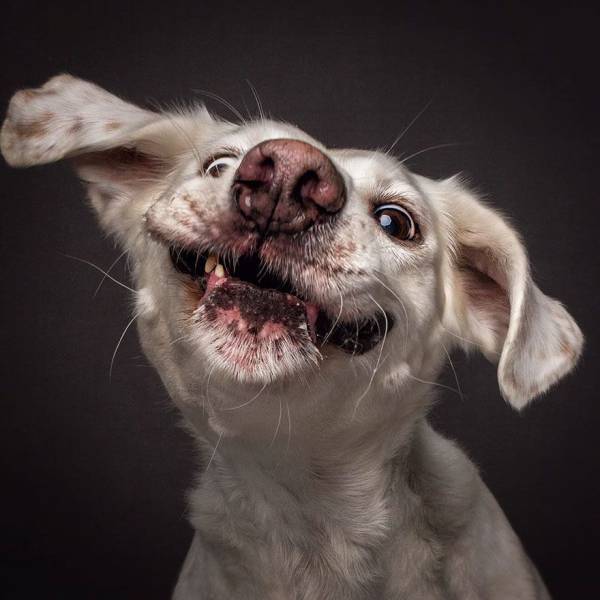 Σκυλίσιες φάτσες όταν προσπαθούν να πιάσουν μια λιχουδιά - Εικόνα 43