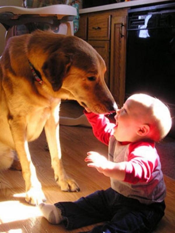15 Σκύλοι που θα έκαναν τα πάντα για τα παιδιά που αγαπούν - Εικόνα 5