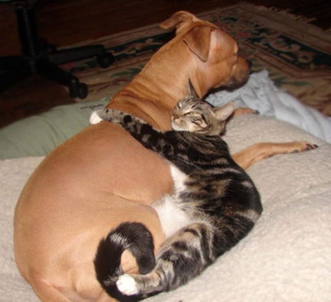 Σκύλοι και Γάτες, τα καλύτερα φιλαράκια - Εικόνα 14