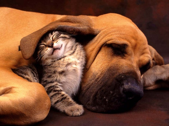 Σκύλοι και Γάτες, τα καλύτερα φιλαράκια - Εικόνα 2