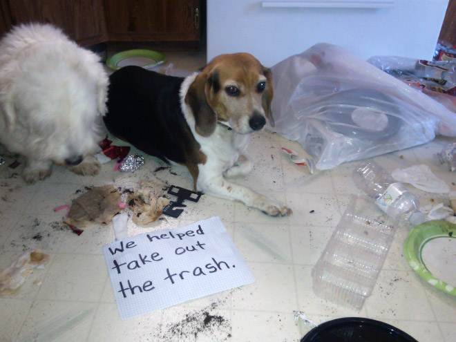 Σκύλοι που πιάστηκαν επ' αυτοφώρω στον τόπο του εγκλήματος - Εικόνα 14
