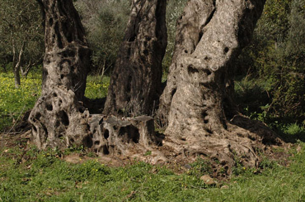 Στην Κρήτη τα αρχαιότερα δένδρα στον κόσμο!- Ελιές 9.000 ετών που ακόμα βγάζουν καρπούς! (φωτο) - Εικόνα10