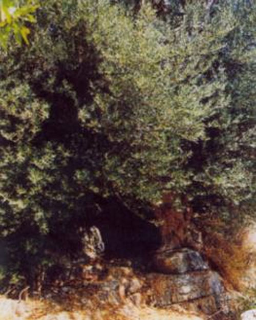 Στην Κρήτη τα αρχαιότερα δένδρα στον κόσμο!- Ελιές 9.000 ετών που ακόμα βγάζουν καρπούς! (φωτο) - Εικόνα11