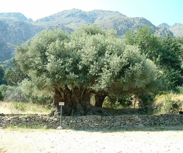 Στην Κρήτη τα αρχαιότερα δένδρα στον κόσμο!- Ελιές 9.000 ετών που ακόμα βγάζουν καρπούς! (φωτο) - Εικόνα2