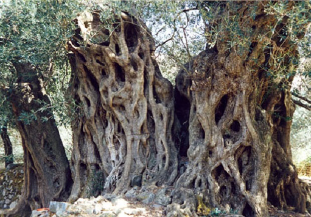 Στην Κρήτη τα αρχαιότερα δένδρα στον κόσμο!- Ελιές 9.000 ετών που ακόμα βγάζουν καρπούς! (φωτο) - Εικόνα3