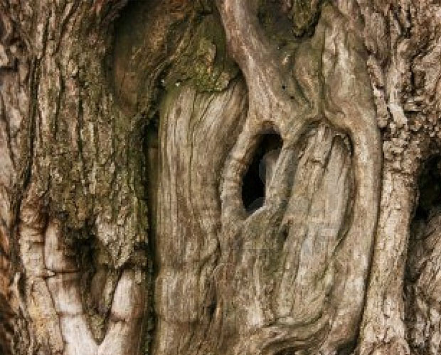 Στην Κρήτη τα αρχαιότερα δένδρα στον κόσμο!- Ελιές 9.000 ετών που ακόμα βγάζουν καρπούς! (φωτο) - Εικόνα5