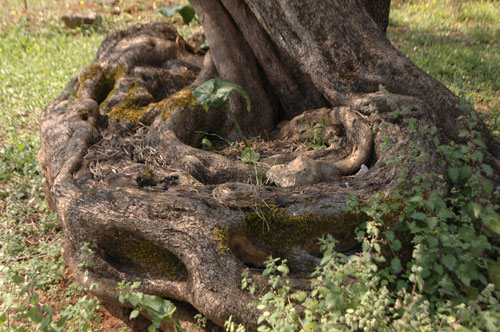Στην Κρήτη τα αρχαιότερα δένδρα στον κόσμο!- Ελιές 9.000 ετών που ακόμα βγάζουν καρπούς! (φωτο) - Εικόνα6