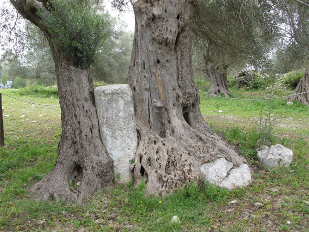 Στην Κρήτη τα αρχαιότερα δένδρα στον κόσμο!- Ελιές 9.000 ετών που ακόμα βγάζουν καρπούς! (φωτο) - Εικόνα7