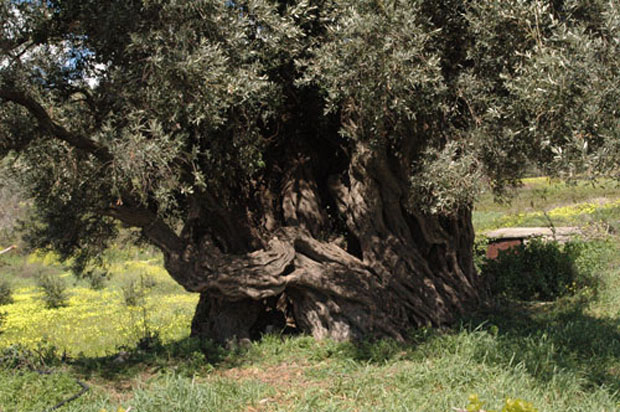 Στην Κρήτη τα αρχαιότερα δένδρα στον κόσμο!- Ελιές 9.000 ετών που ακόμα βγάζουν καρπούς! (φωτο) - Εικόνα8