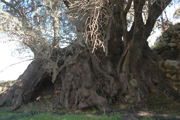 Στην Κρήτη τα αρχαιότερα δένδρα στον κόσμο!- Ελιές 9.000 ετών που ακόμα βγάζουν καρπούς! (φωτο) - Εικόνα9