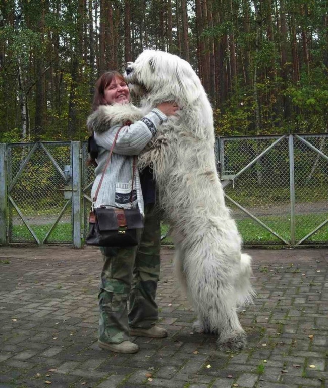 20 τεράστια και πολύ αγαπησιάρικα σκυλιά! - Εικόνα 1