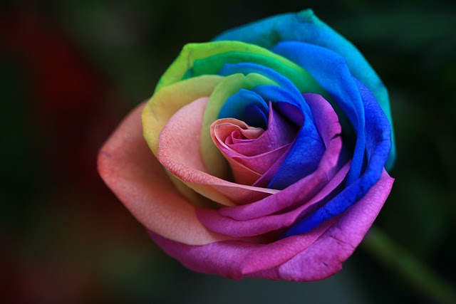 Ένα τριαντάφυλλο-ουράνιο τόξο για όλα τα γούστα - Εικόνα 1