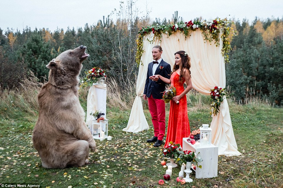 Ζευγάρι από την Ρωσία επέλεξε για κουμπάρο τους μια αρκούδα. - Εικόνα 7