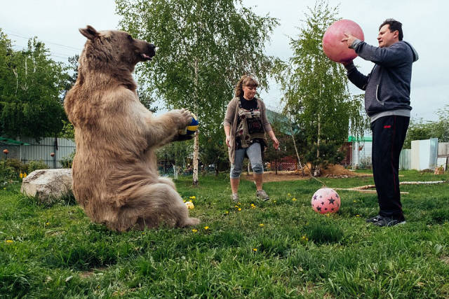 Ζευγάρι απο τη Ρωσία έχει ως κατοικίδιο μια γιγάντια αρκούδα! - Εικόνα 10