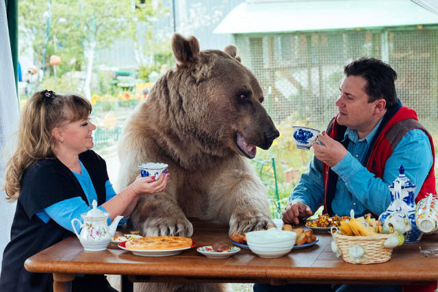 Ζευγάρι απο τη Ρωσία έχει ως κατοικίδιο μια γιγάντια αρκούδα! - Εικόνα 4